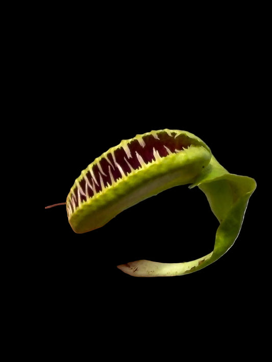 Dionaea muscipula 'GJ Hellcat'