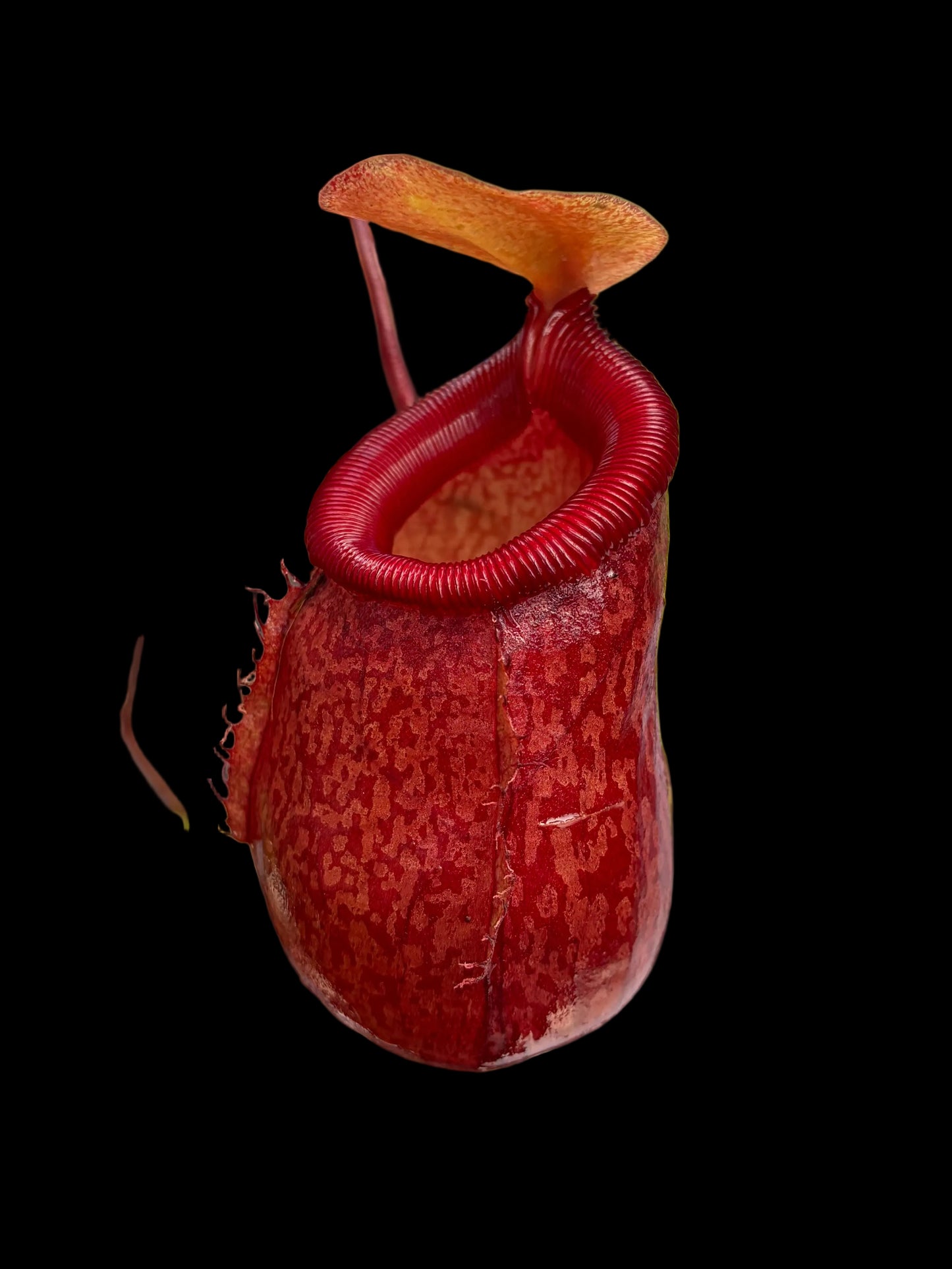 Nepenthes undulatifolia x ventricosa 30cm