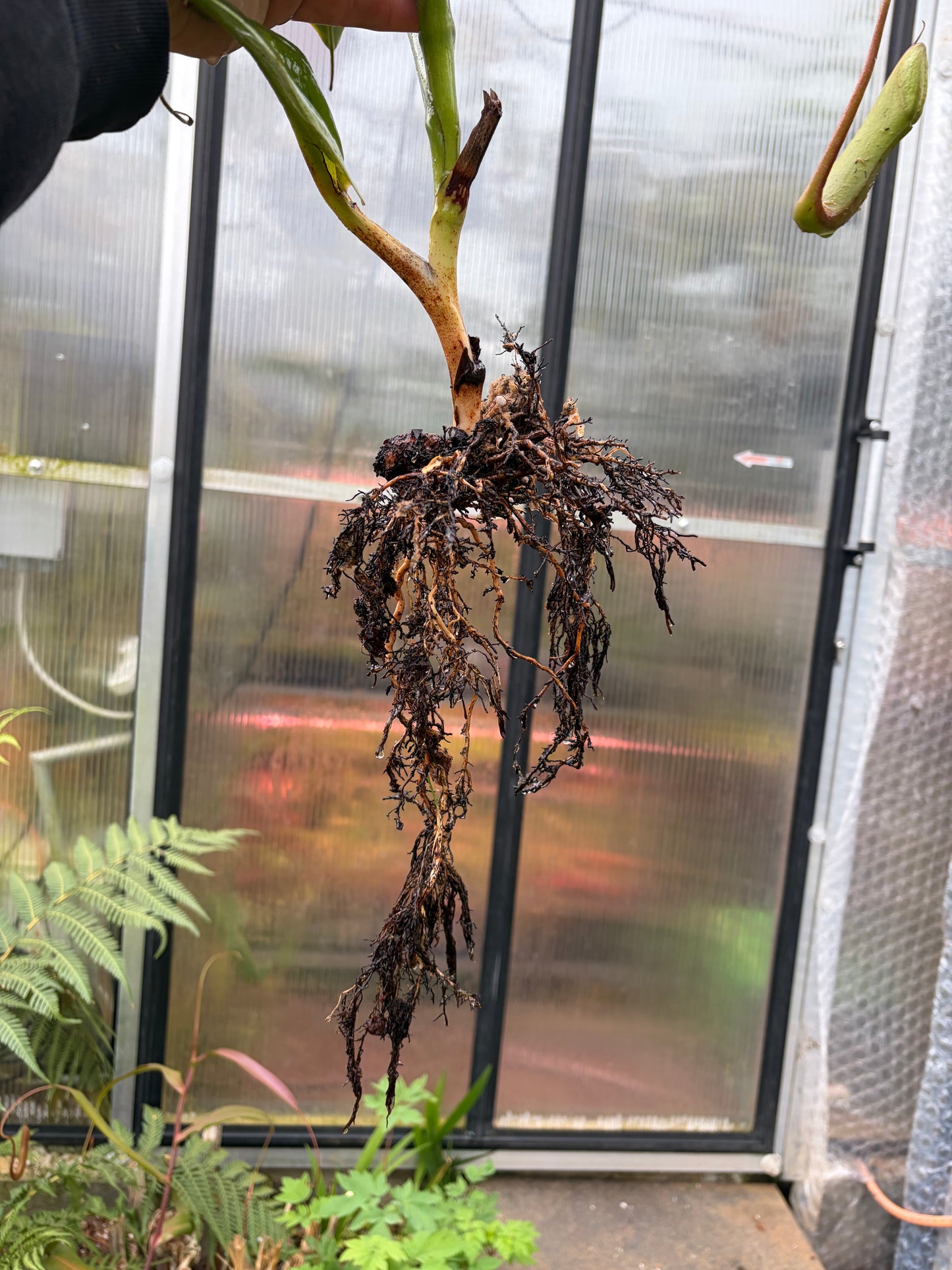 Nepenthes lowii x truncata ‚squat EP female‘
