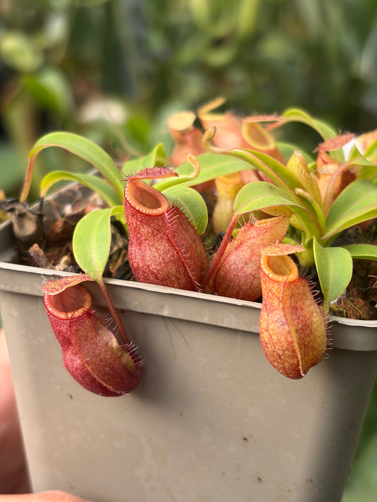 Nepenthes undulatifolia x diabolica 7-10cm