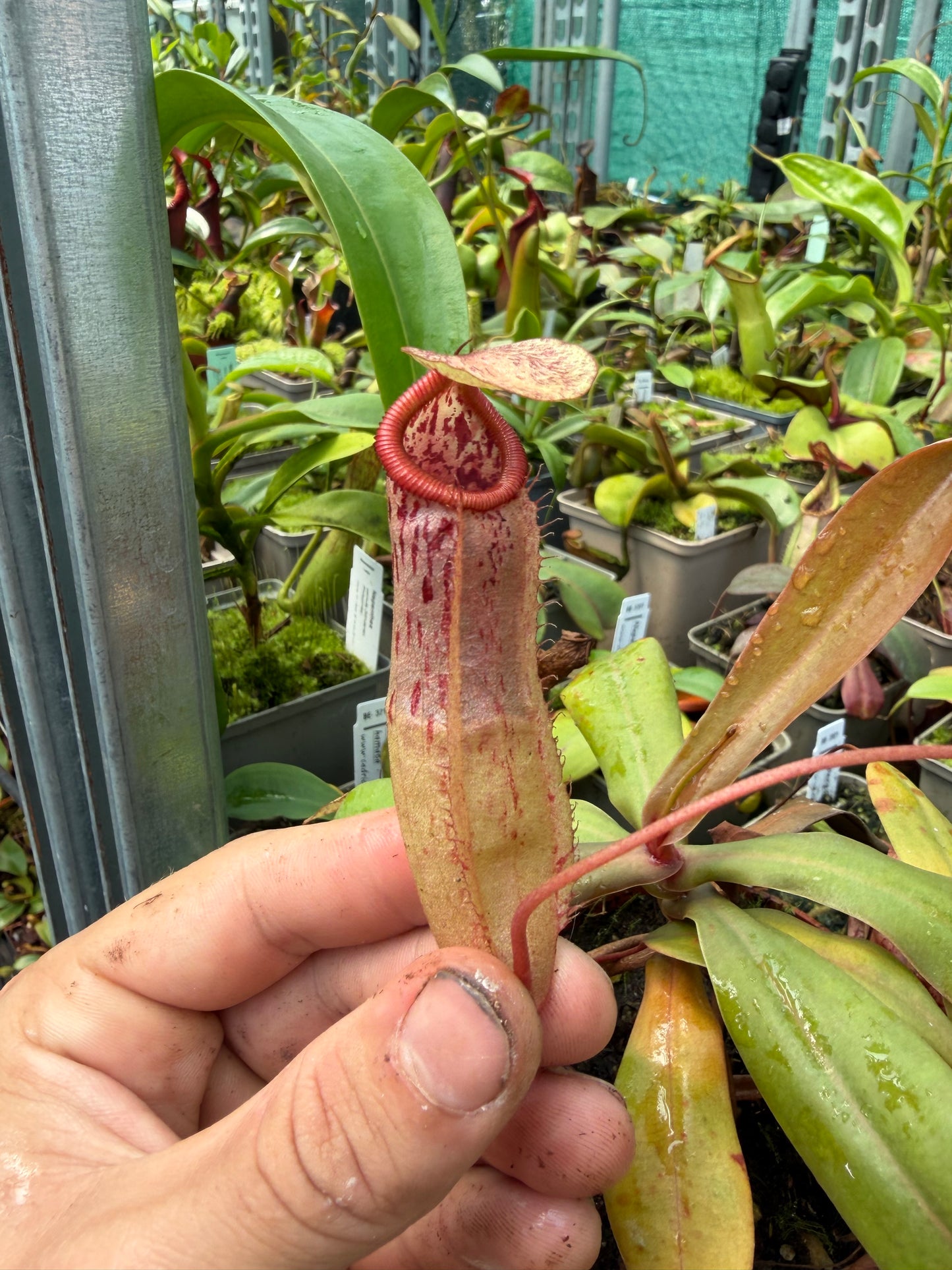 Nepenthes ventricosa x mapuluensis