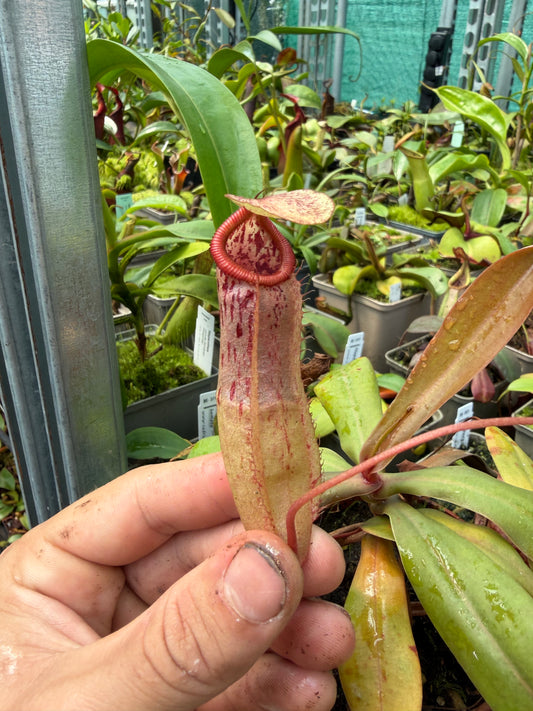 Nepenthes ventricosa x mapuluensis