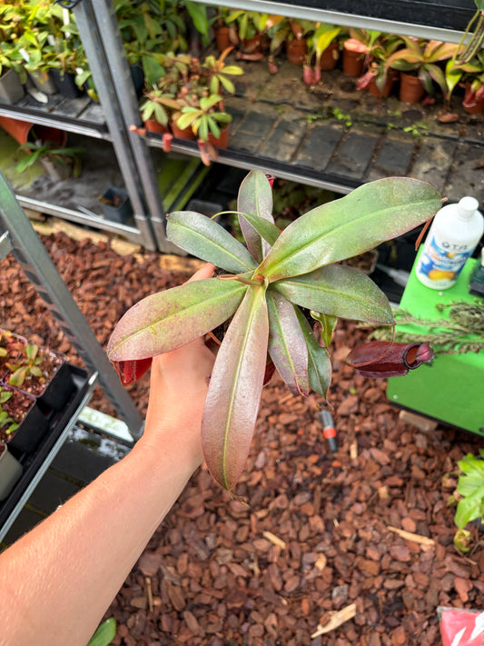 Nepenthes ampullaria x sibuyanensis (= x dark secret) 15-20cm