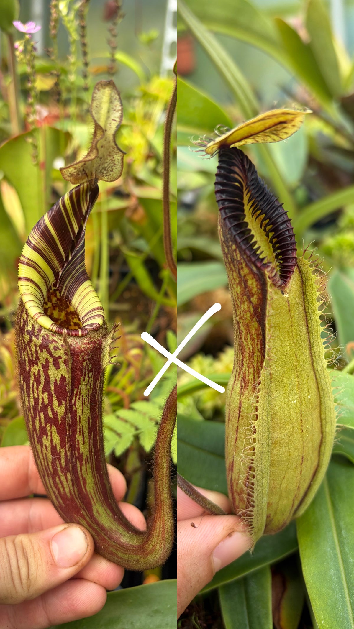 Nepenthes mollis x hamata 5cm