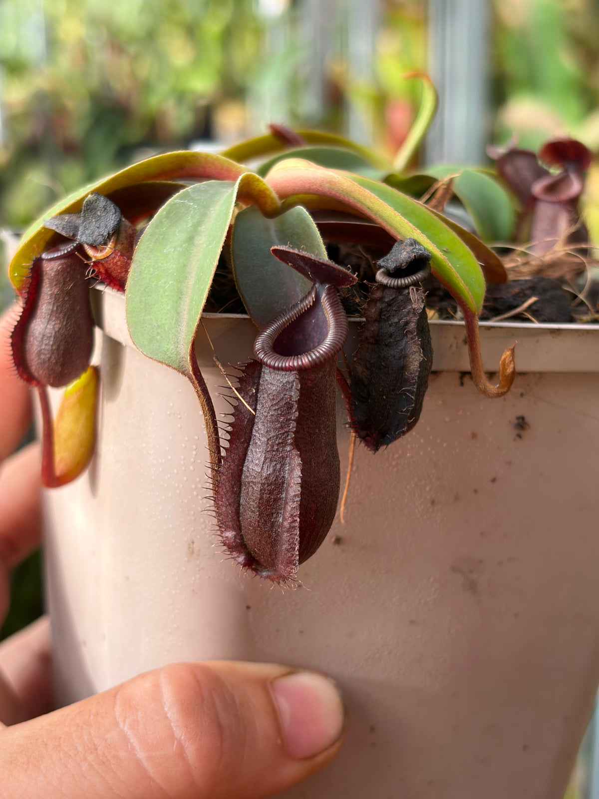 Nepenthes lowii x muluensis 7cm