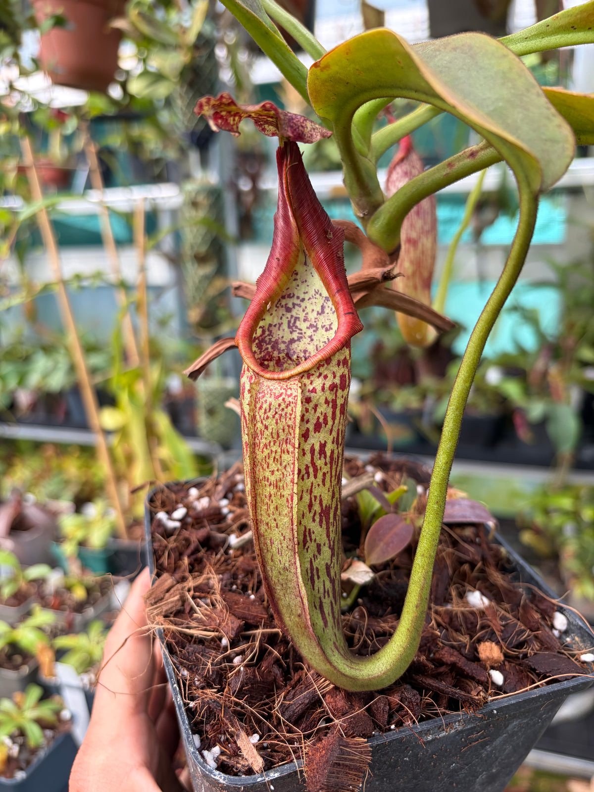 Nepenthes maxima 30cm+