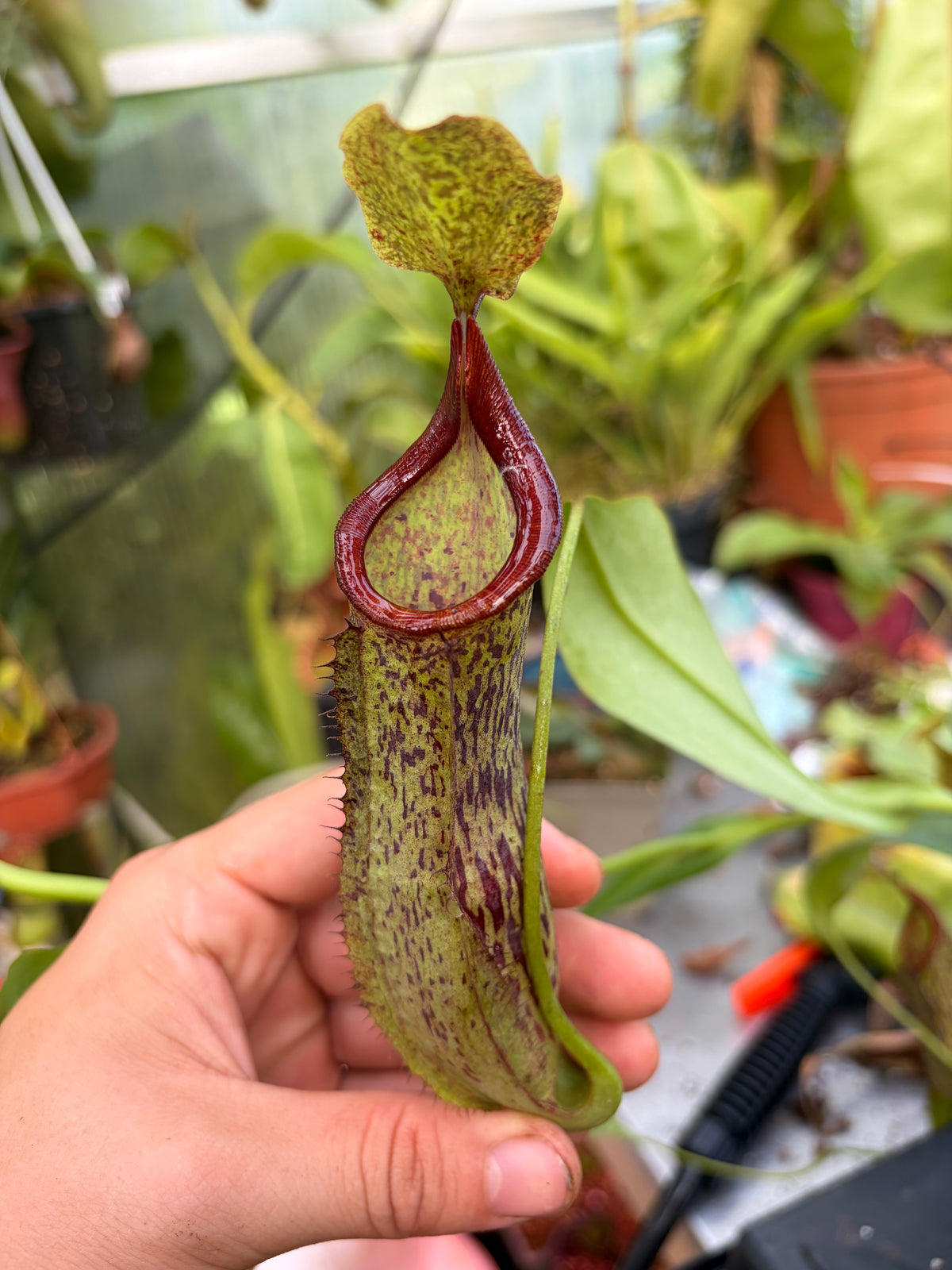 Nepenthes (adnata x spathulata) x truncata ‚Highland red‘ 20cm+