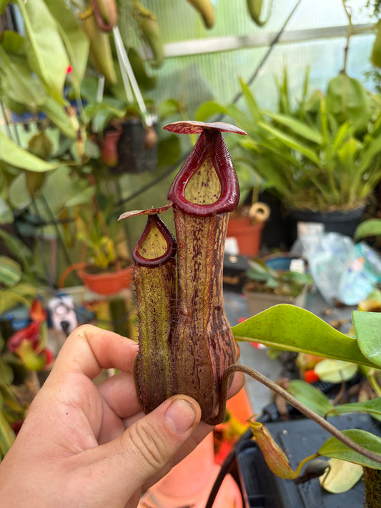 Nepenthes boschiana ‚dark x dark‘