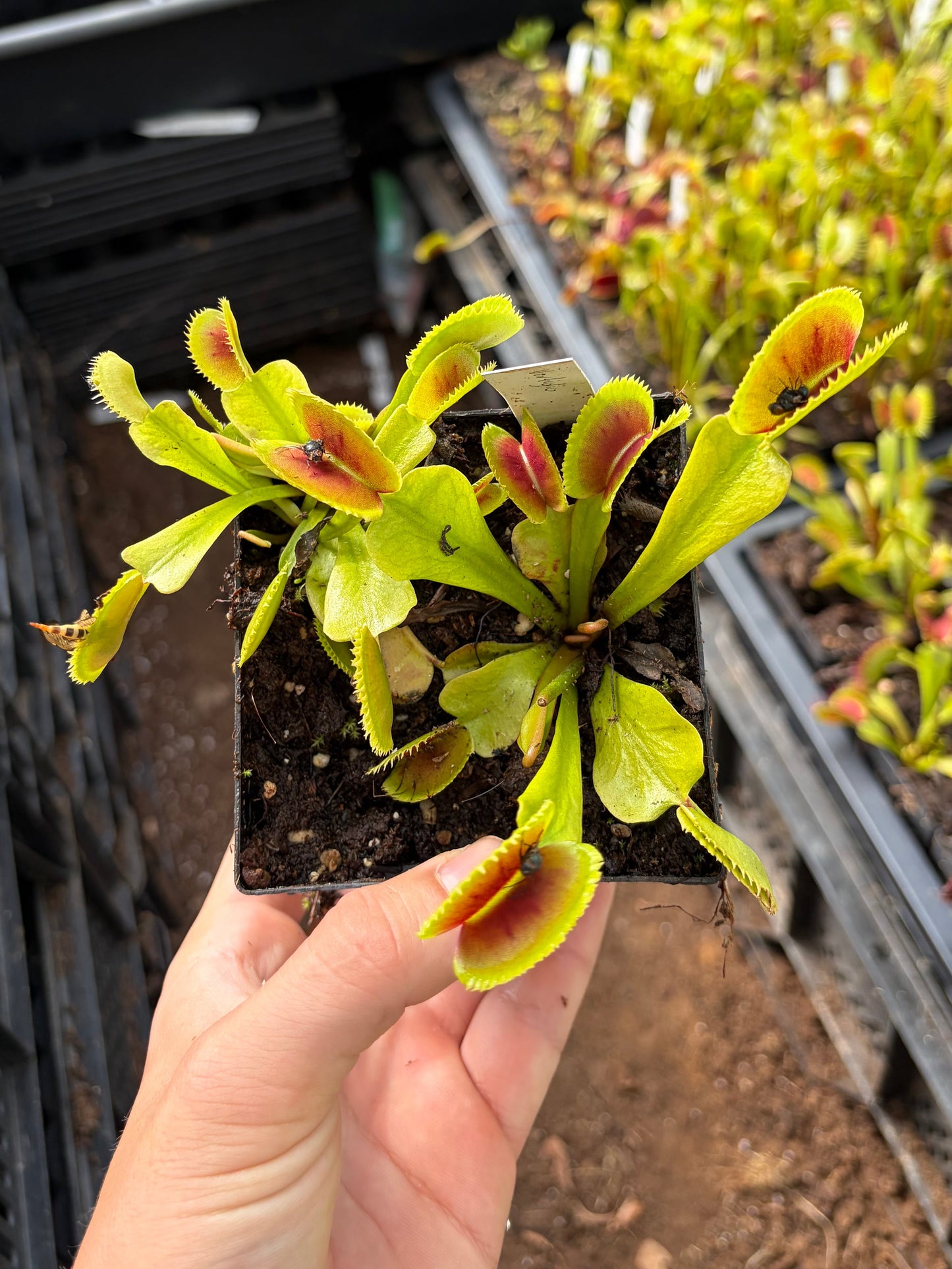 Dionaea muscipula 'Vertiglio'