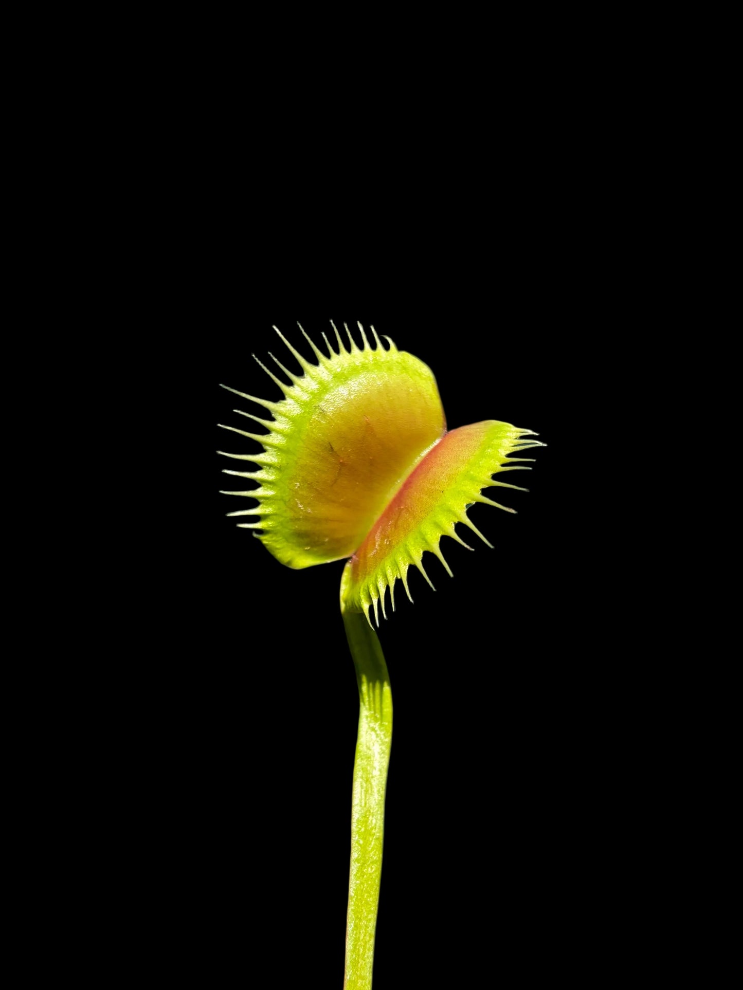 Dionaea muscipula 'La Grosse à Guigui'