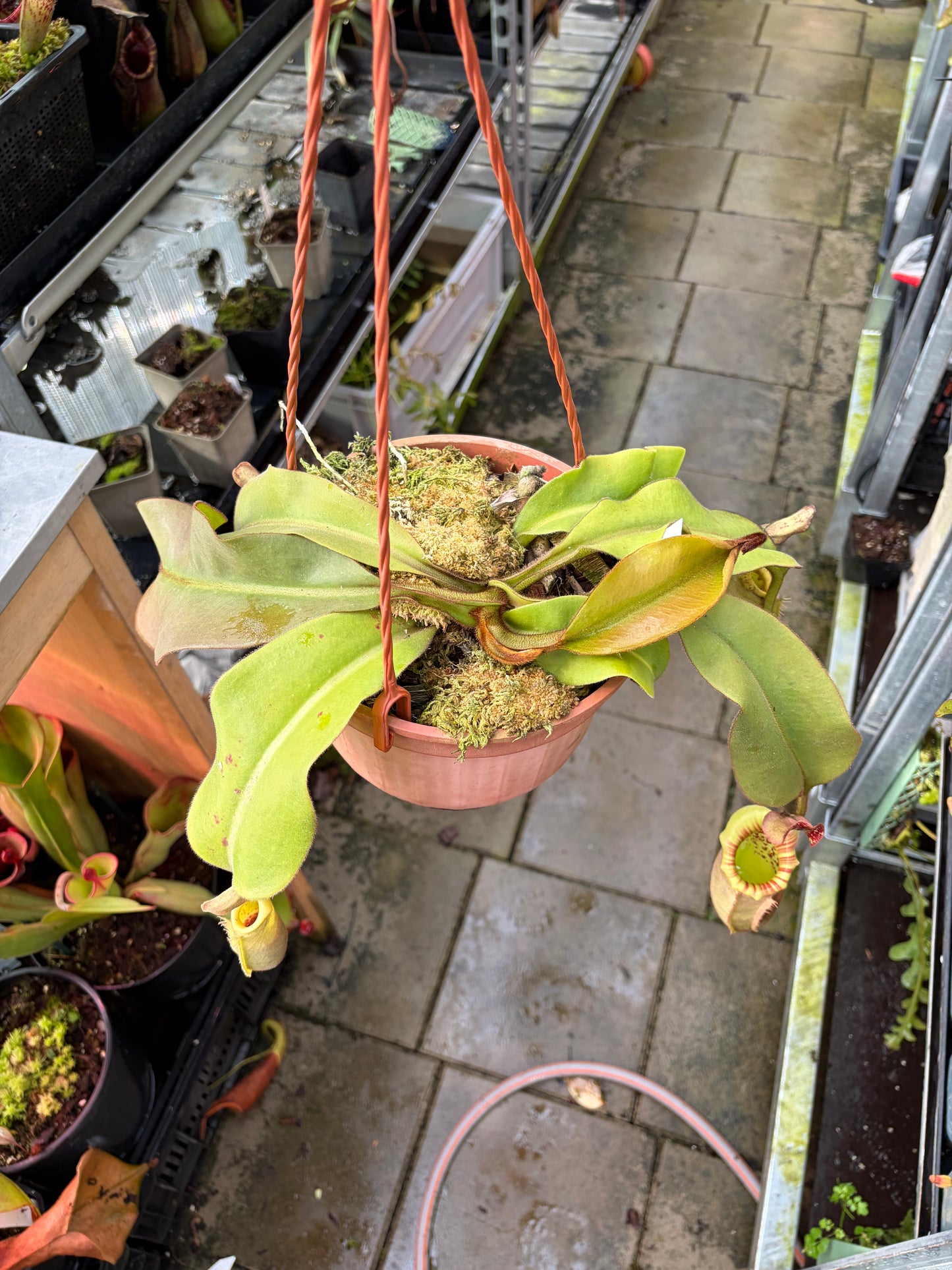 Nepenthes veitchii ‚lowland‘