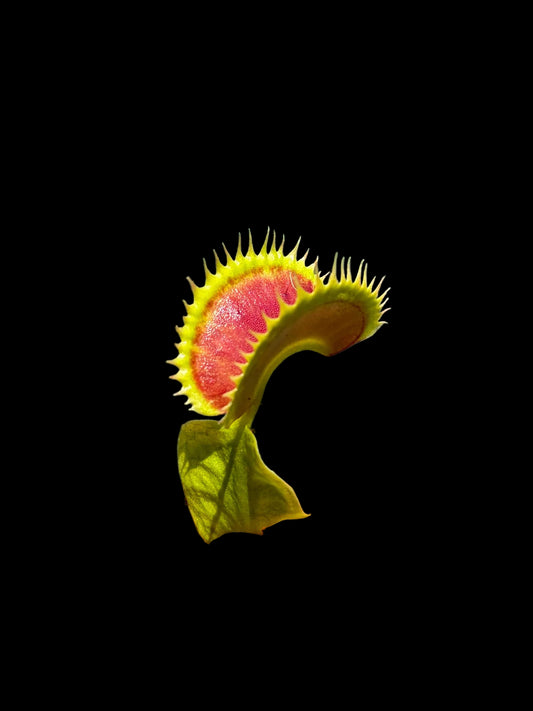 Dionaea muscipula 'Dracula'