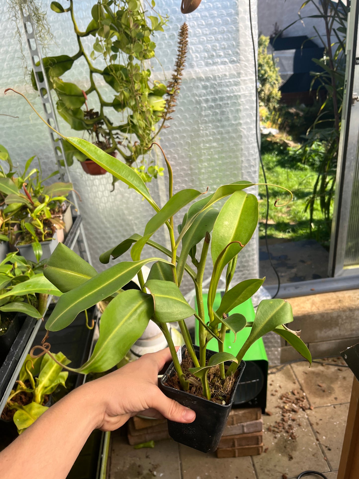 Nepenthes lowii x zakriana