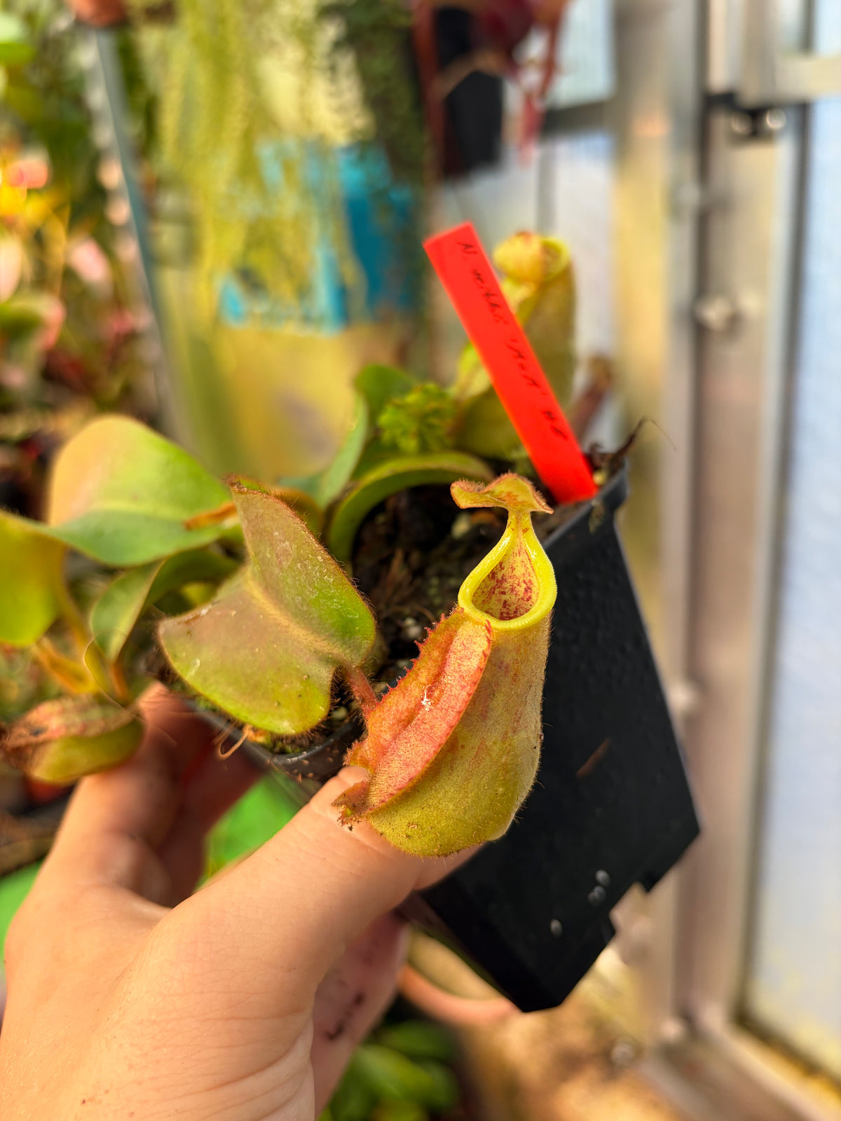 Nepenthes veitchii ‚candy x F2‘ #8 10cm
