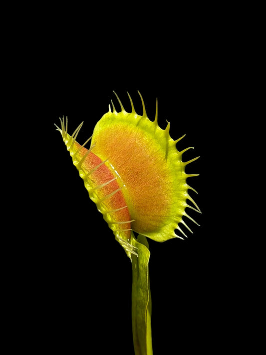 Dionaea muscipula 'cheerleader'