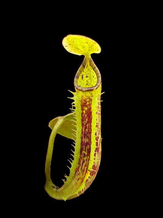 Nepenthes platychila 7cm
