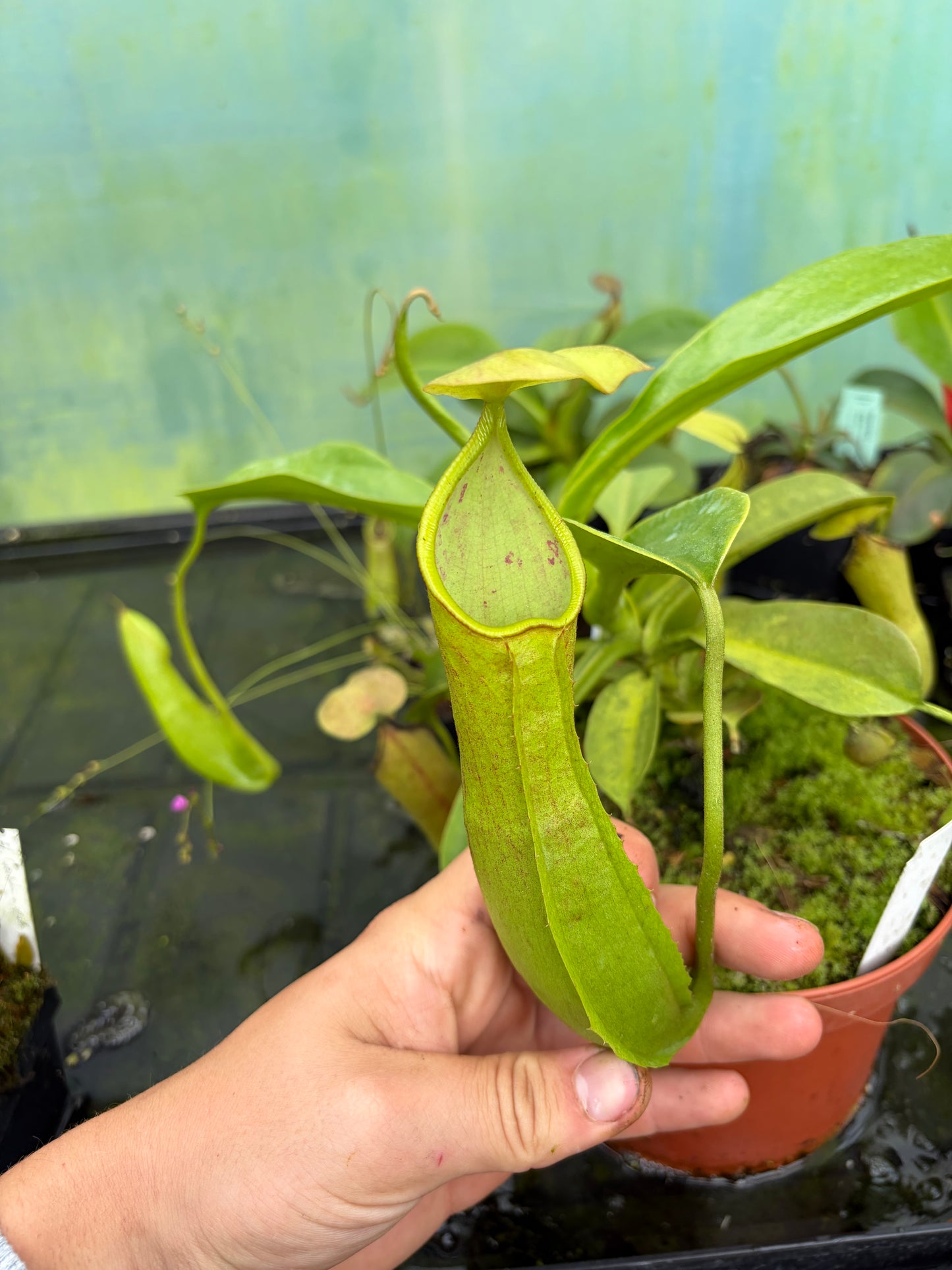 Nepenthes robcantleyi x reinwardtiana