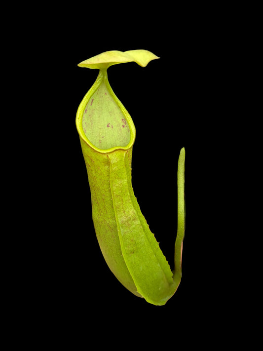 Nepenthes robcantleyi x reinwardtiana