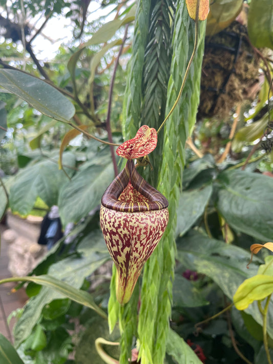 Nepenthes vogelii 10cm