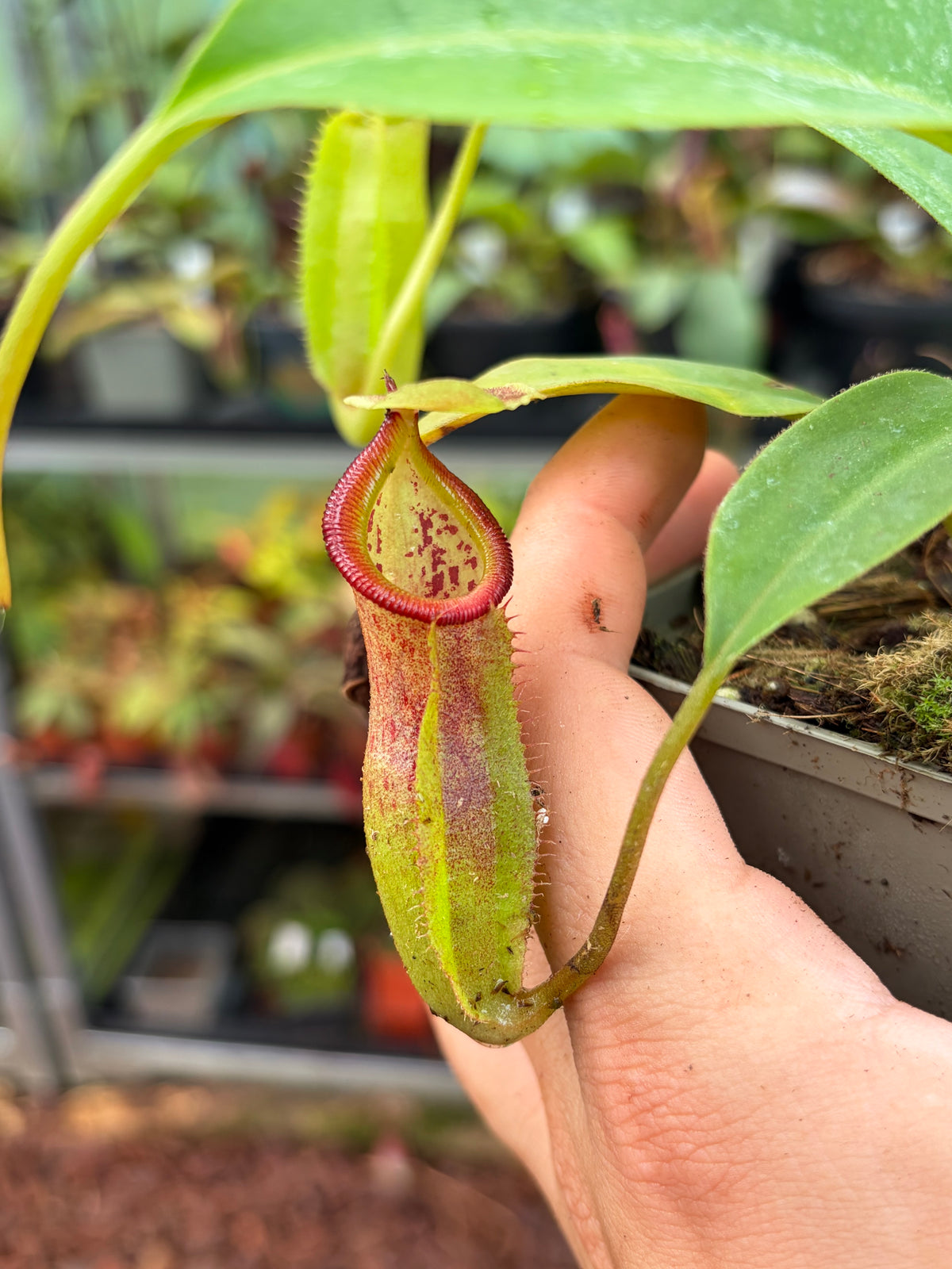 Nepenthes singalana x (burbidgeae x edwardsiana) (BE-3984) 15cm+