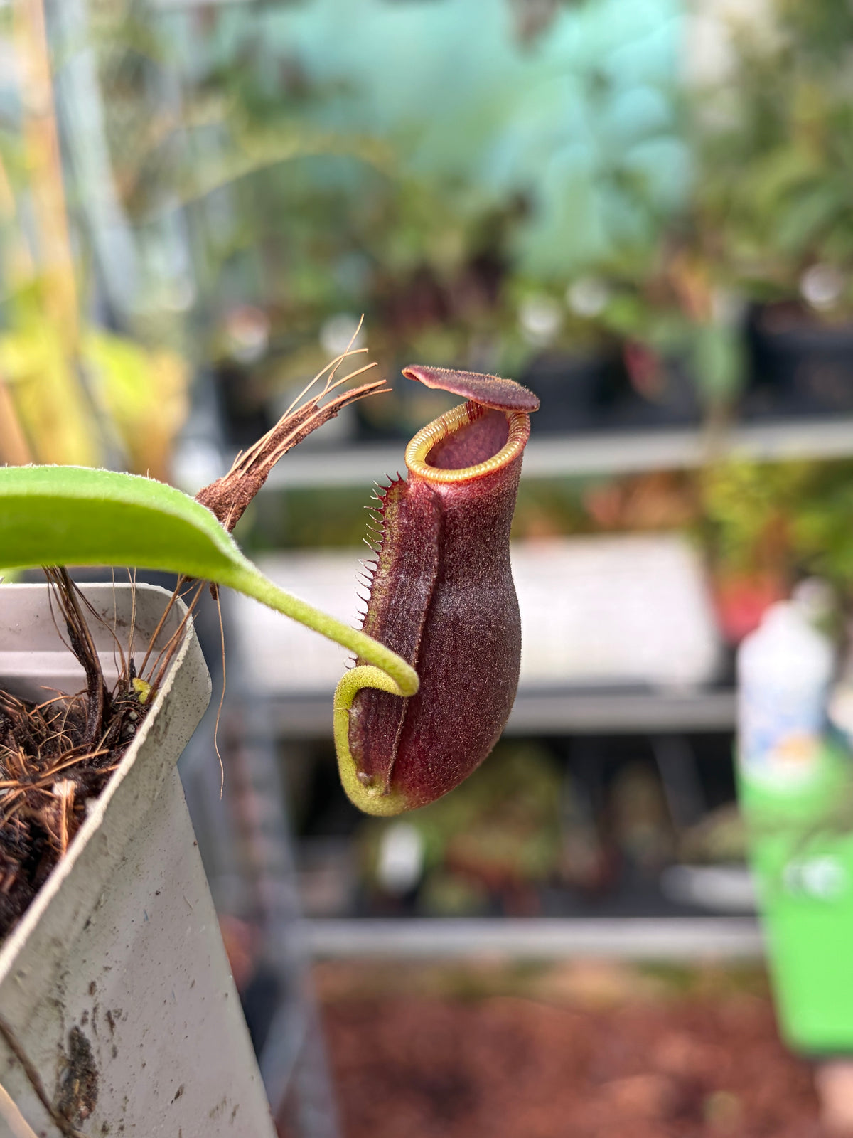 Nepenthes lowii ‚Trusmadi‘ x (lowii x campanulata EP) 5-7cm
