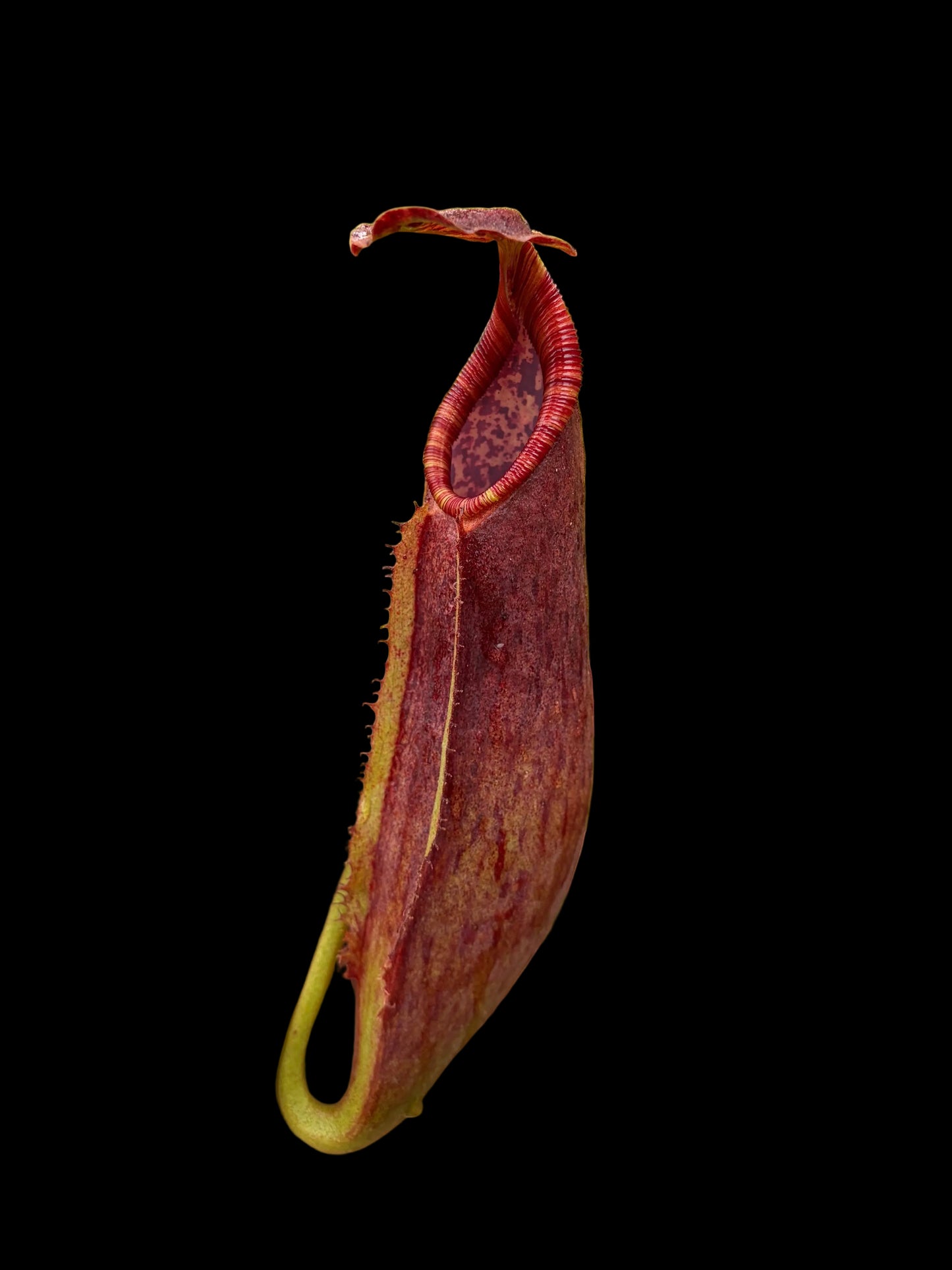 Népenthes (eymae x clipeata) x trusmadiensis 10-15 cm