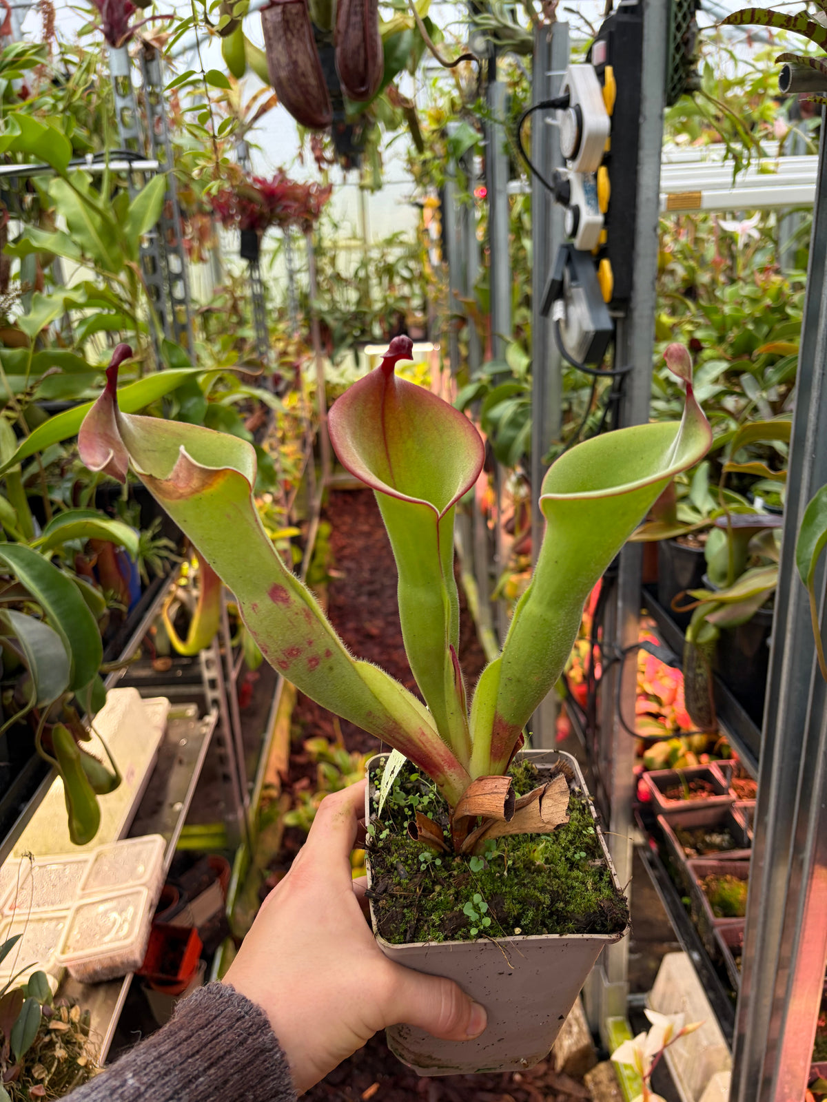 Nepenthes huberi x parva #9