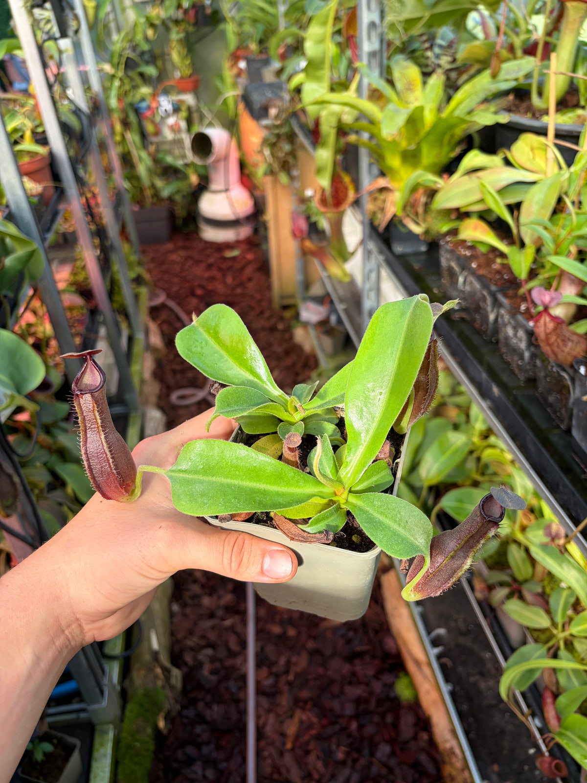 Nepenthes lingulata x truncata ‚new grex‘ 10cm
