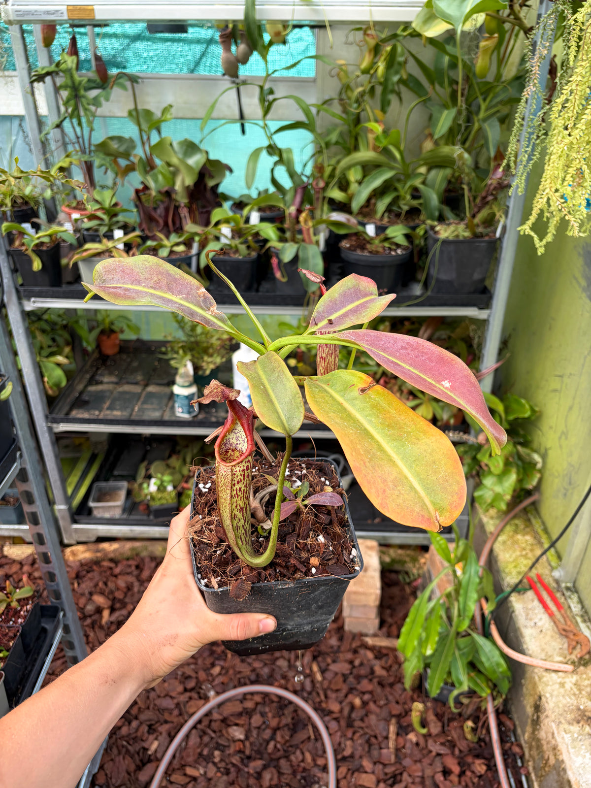 Nepenthes maxima 30cm+