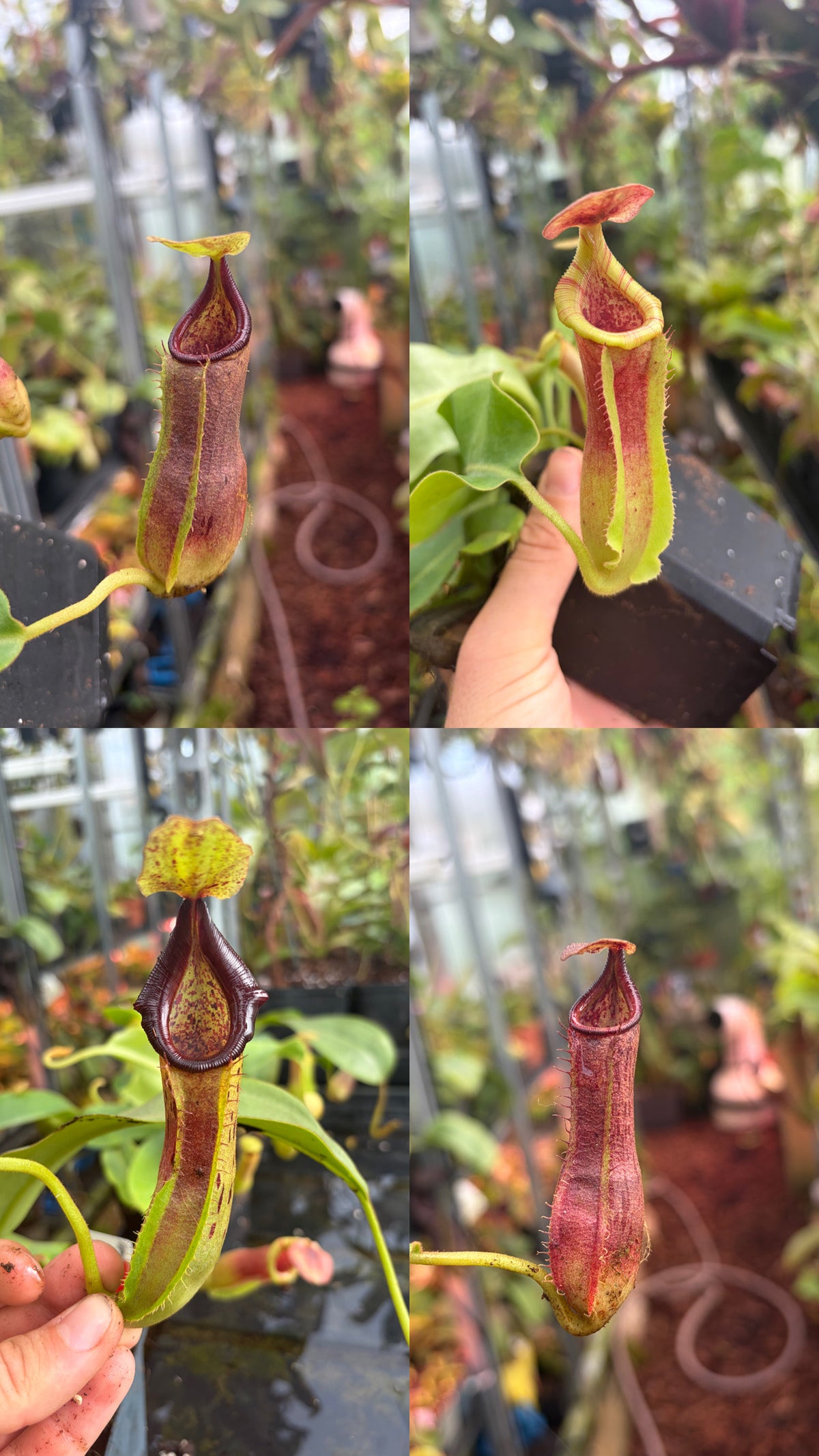 Nepenthes (veitchii x platychila) x naga ‚black‘ 15-20cm