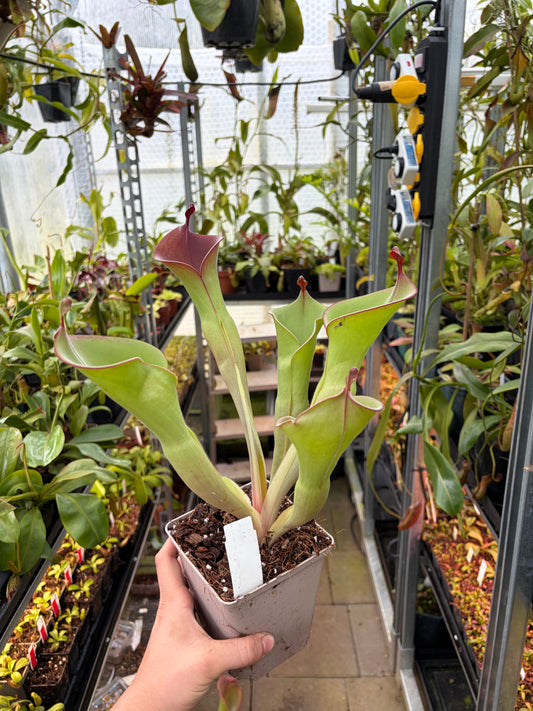 Heliamphora huberi (Anga) x parva #8