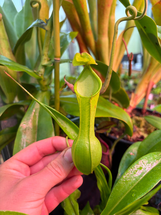 Nepenthes alata var. boschiana ‚rooted cutting‘