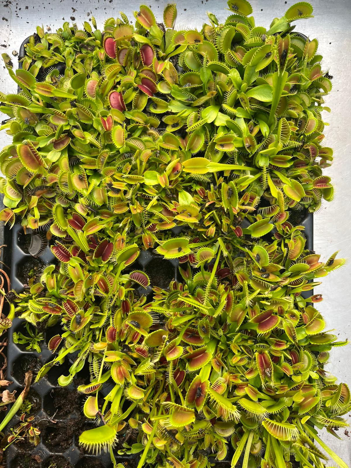 Dionaea muscipula 3er Set