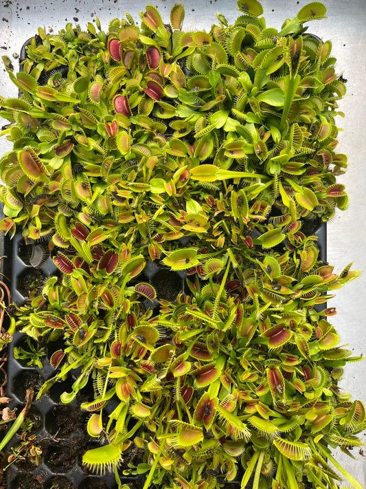 Dionaea muscipula 3er Set