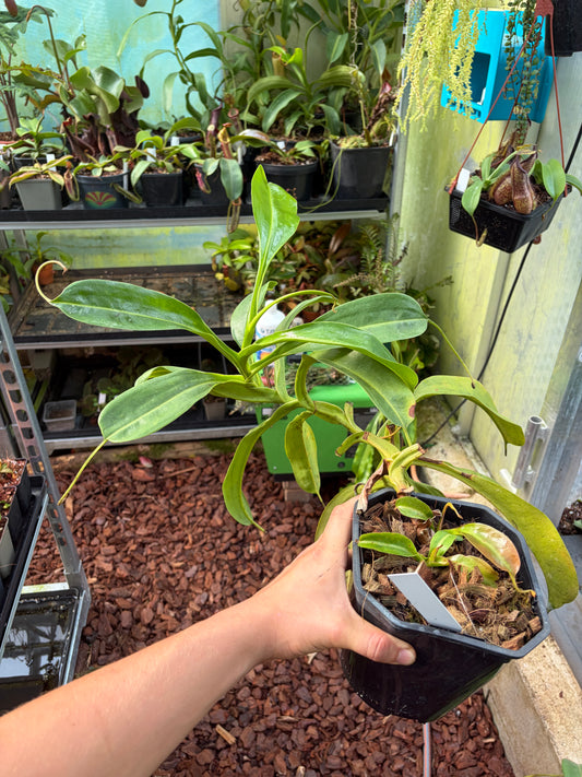 Nepenthes ventricosa x truncata 40cm+
