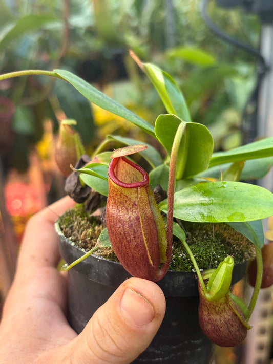 Nepenthes mira 10cm