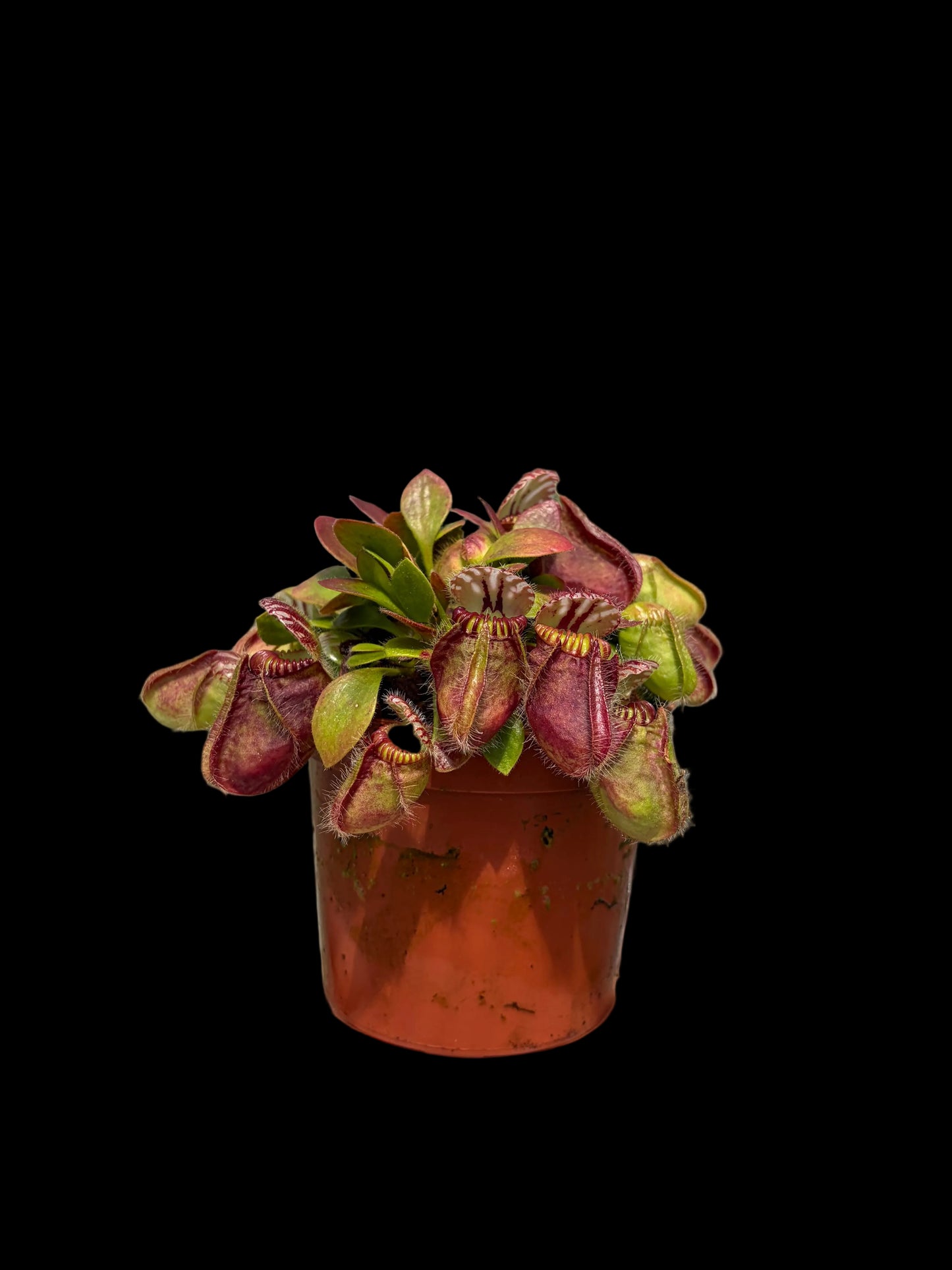 Cephalotus follicularis