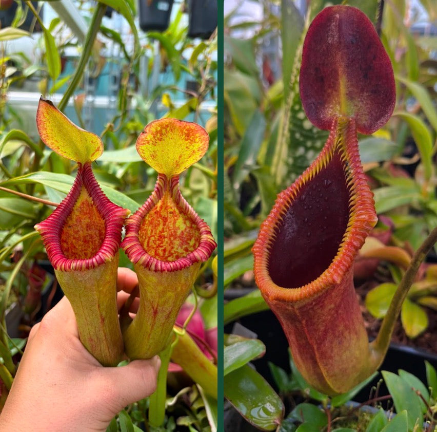 Nepenthes (ventricosa x trusmadiensis) x trusmadiensis SEEDS