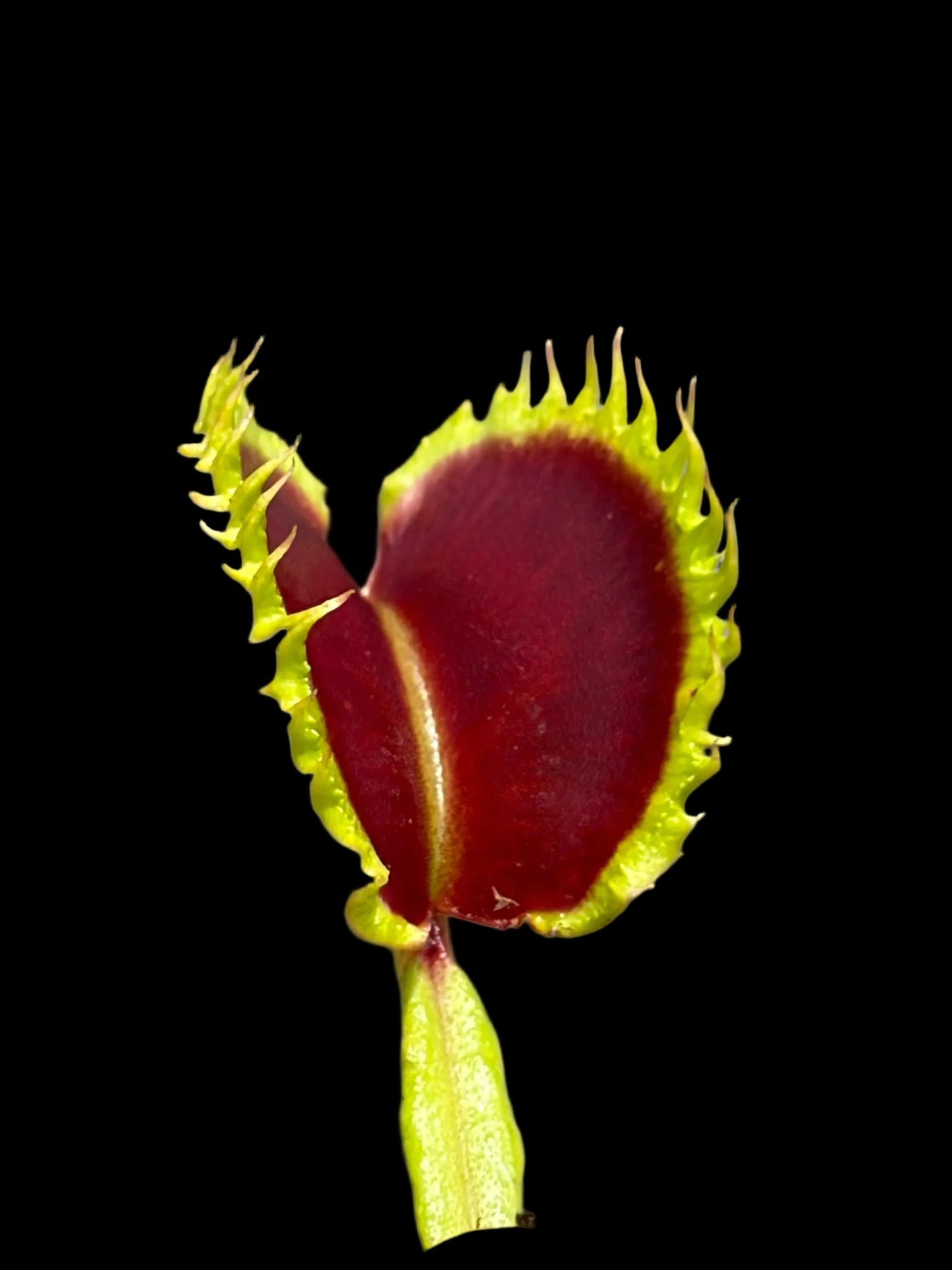 Dionaea muscipula 'Chinese Dumpling'