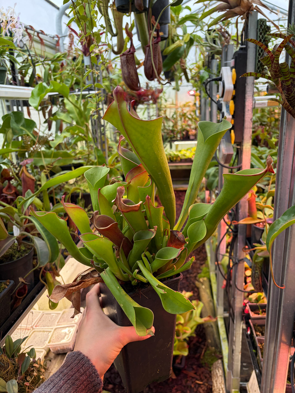 Heliamphora parva x sarracenoides (SG)