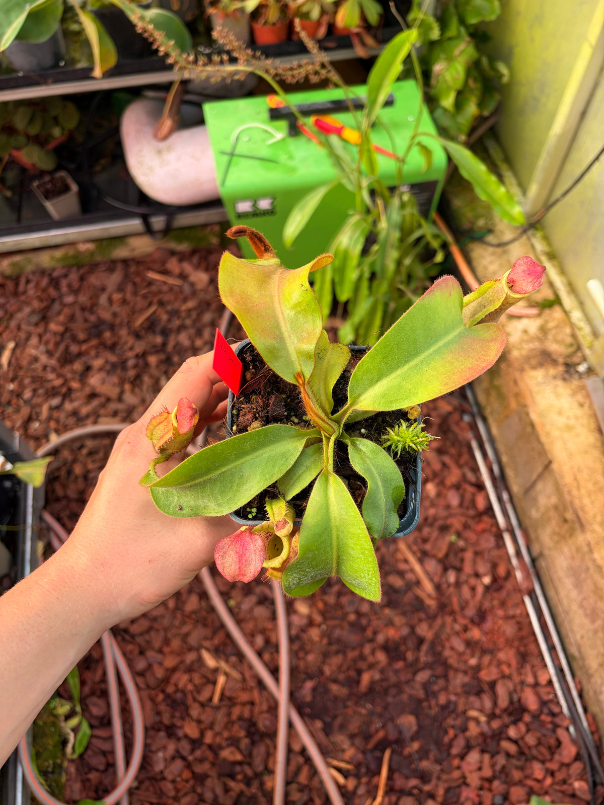 Nepenthes veitchii ‚candy x F2‘ #2 15cm