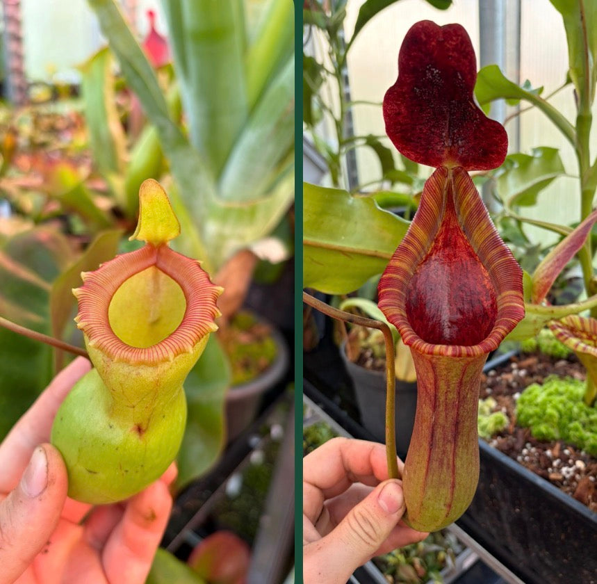 Nepenthes ventricosa x [glandulifera x (lowii x truncata)] 15 cm