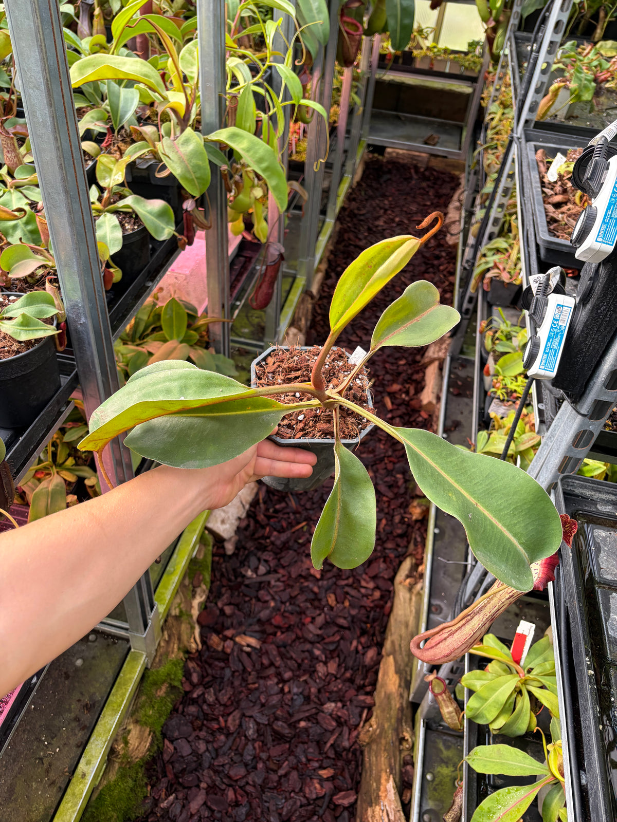 Nepenthes (boschiana x clipeata) x (lowii x clipeata) 40cm