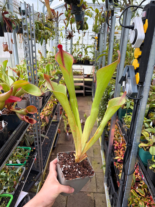 Heliamphora minor pilosa (Auyan) x macdonaldae #2