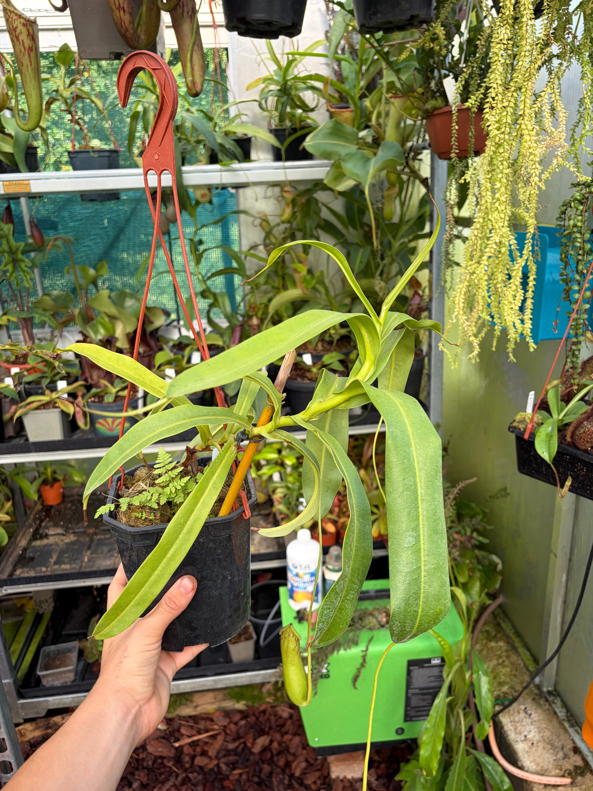 Nepenthes burkei ‚female‘ 40cm+