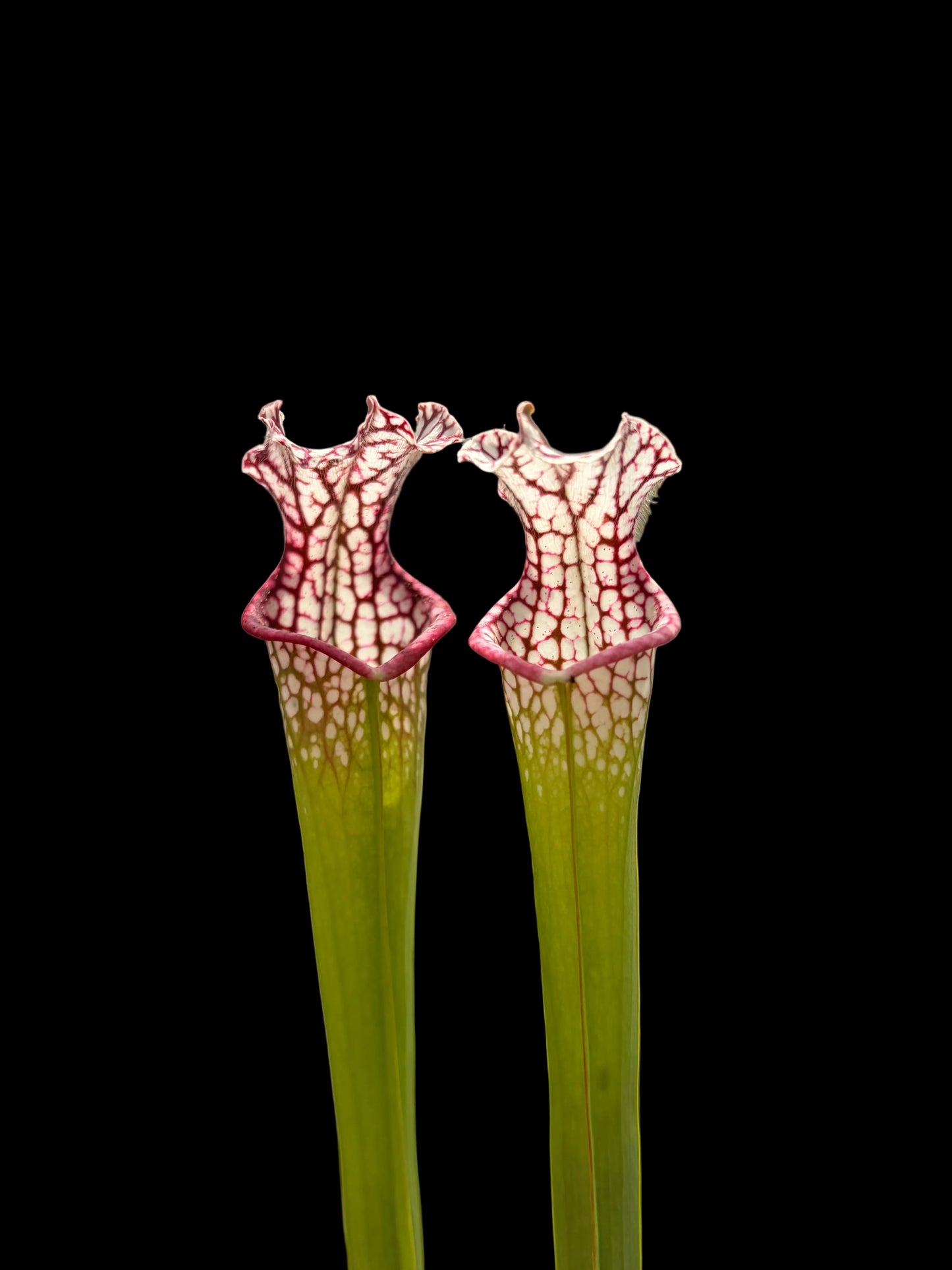Sarracenia leucophylla #030