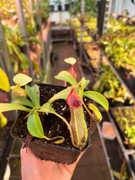 Nepenthes tobaica x spathulata 15cm
