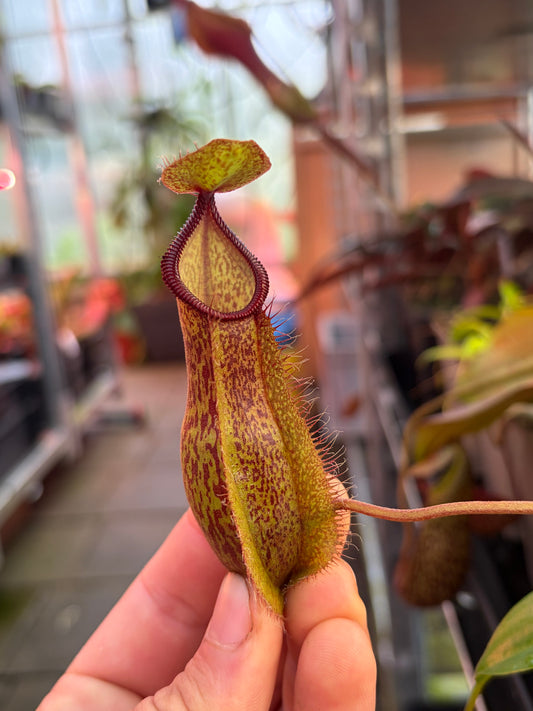 Nepenthes spathulata x hamata 15cm