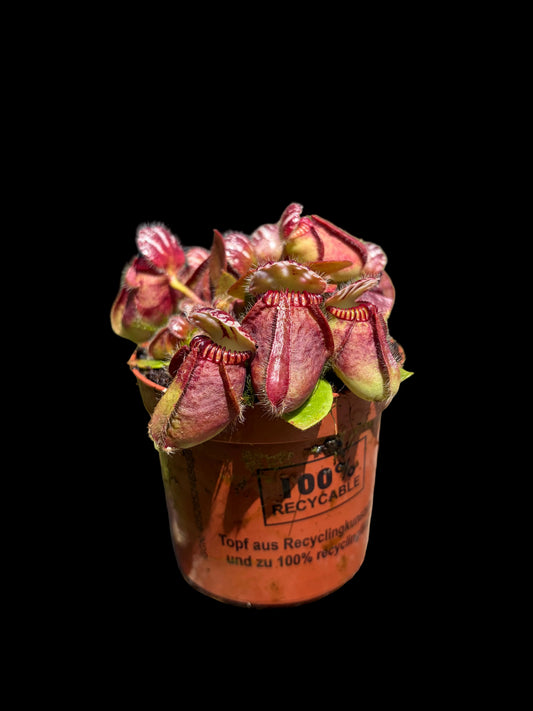 Cephalotus follicularis ‚Giant‘