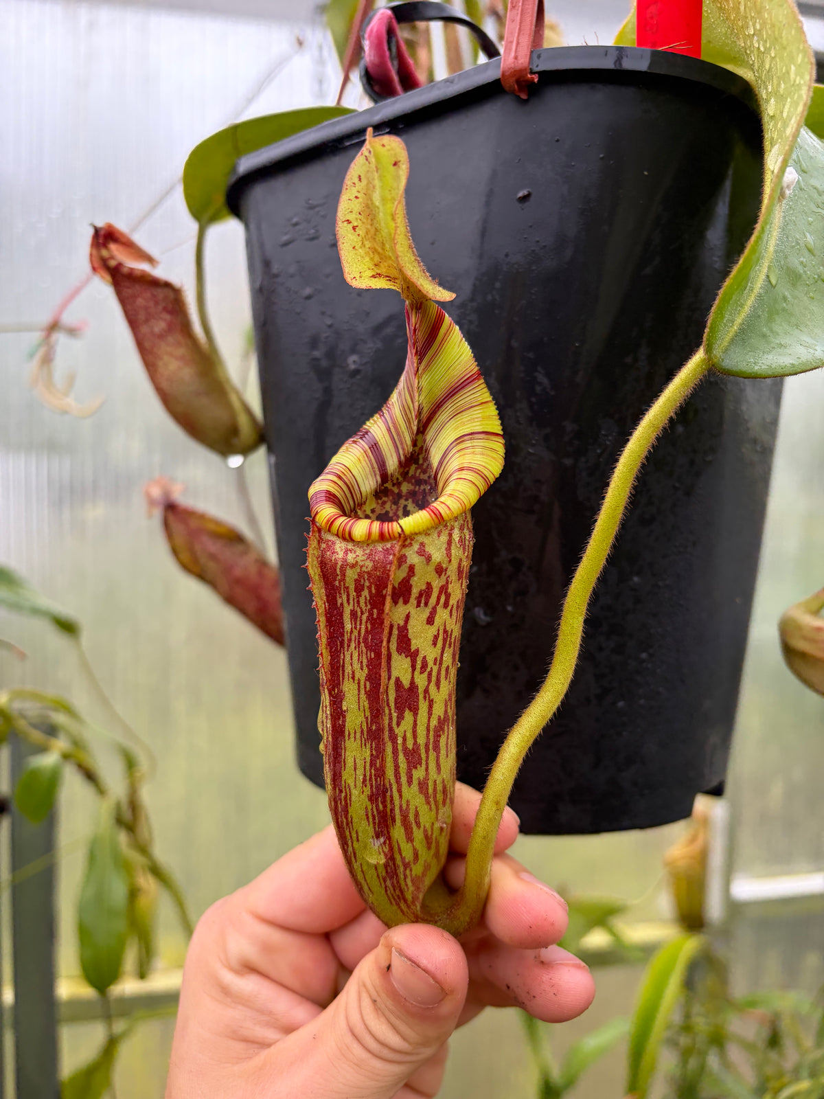 Nepenthes [(lowii x veitchii) x boschiana] x mollis 15cm